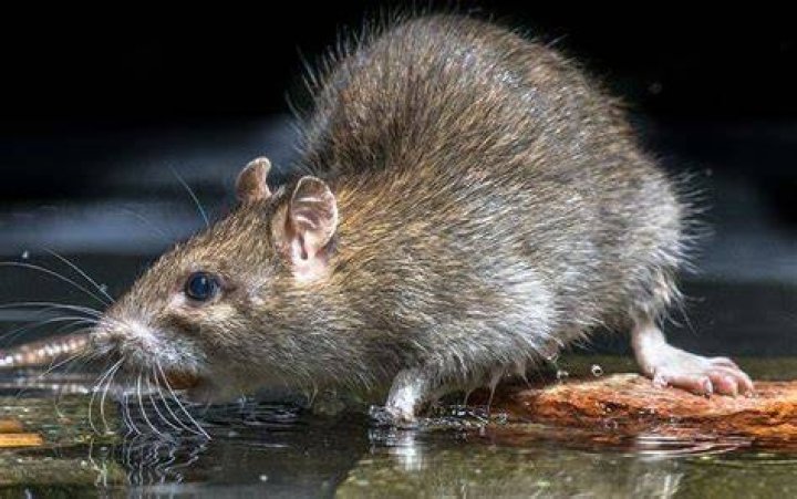 Should you be afraid of rats?