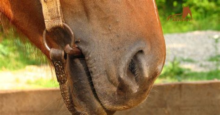 Should you let a horse smell you?