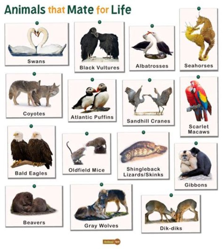 What animal can mate with itself?