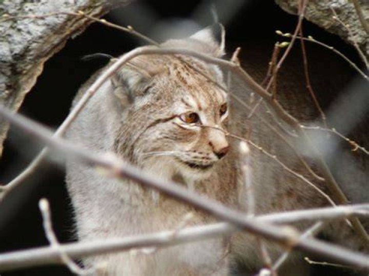 What are bobcats enemies?
