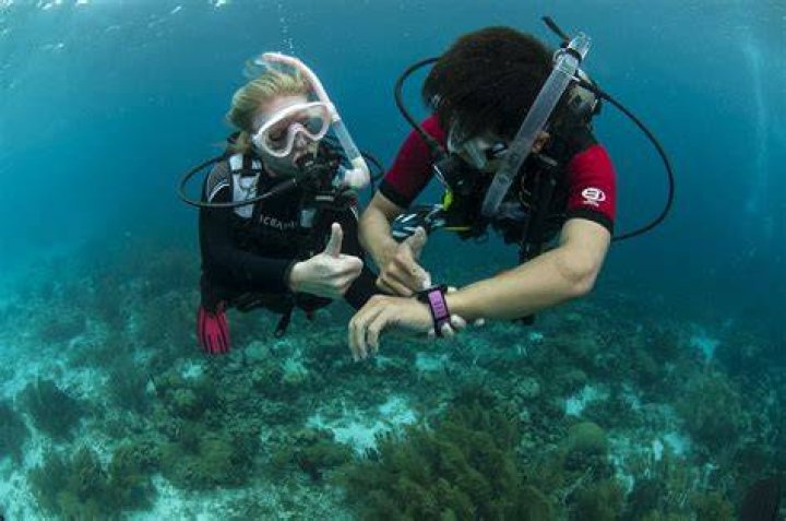 What are the 4 open water dives?