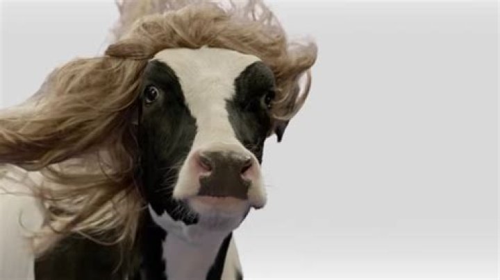 What breed is the Chick-fil-A cow?