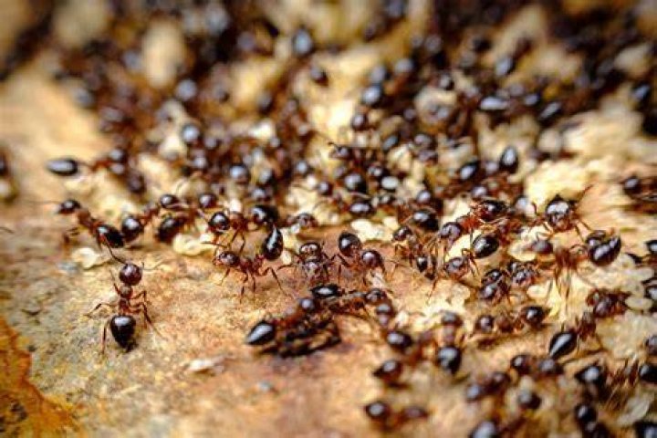 What do ants do when a bee dies?