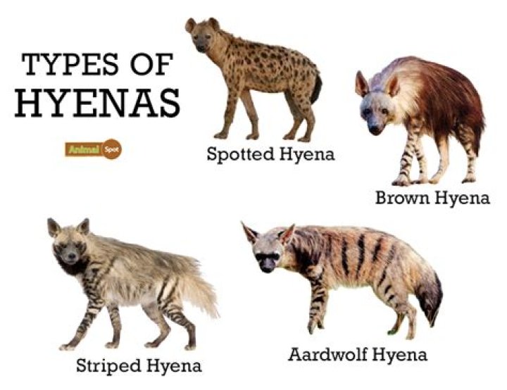 What does a hyena say?