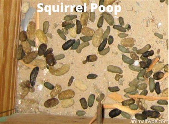 What does ground squirrel poop look like?