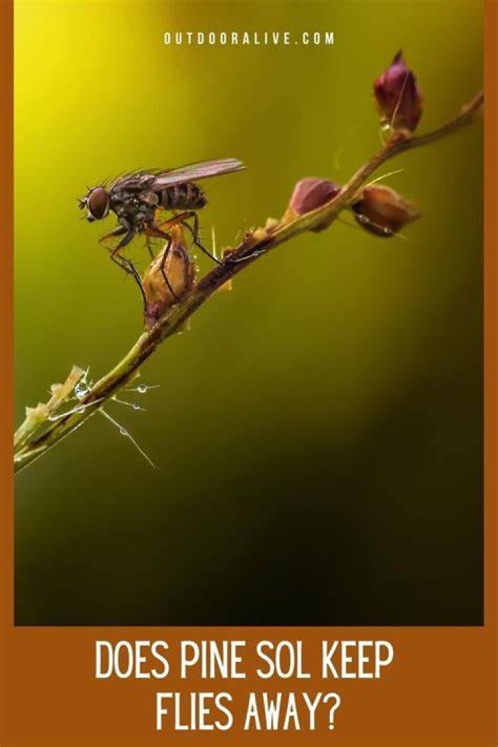 What does Pine-Sol do to flies?