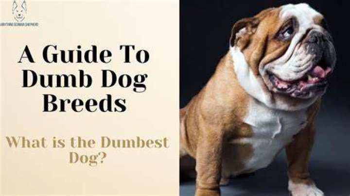 What dog is the stupidest?