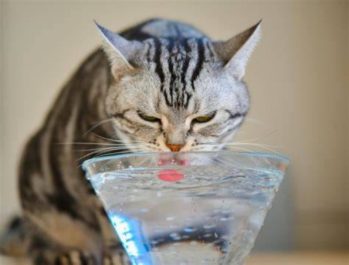 What happens if a cat drinks sugar water?