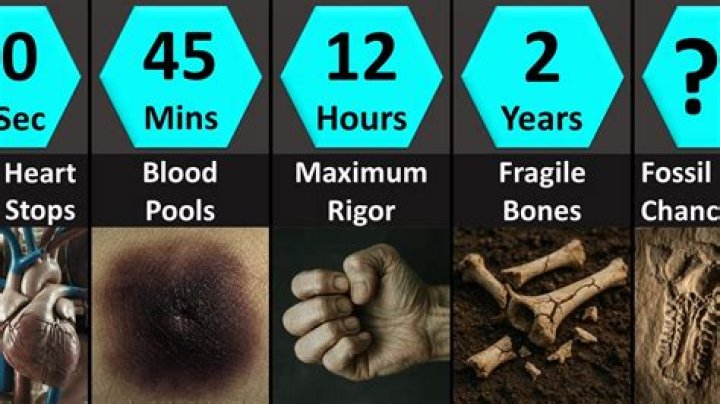 What happens to a body in a coffin after a month?