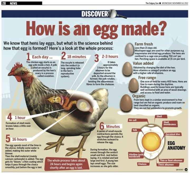 What is a chicken egg made of?