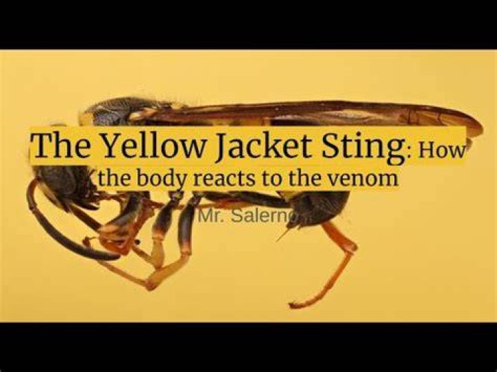 What is in yellow jacket venom?