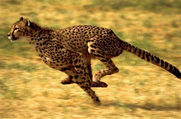 What is the fastest cat on earth?