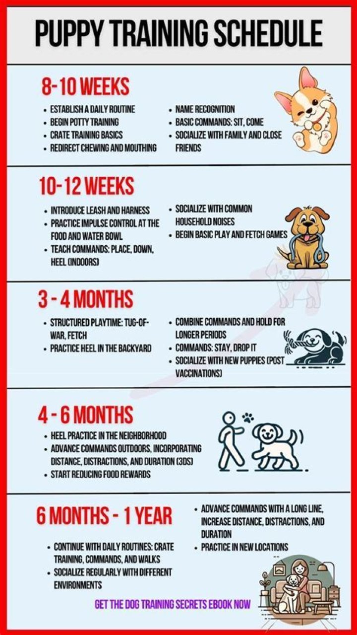 What is the first thing to teach a puppy?