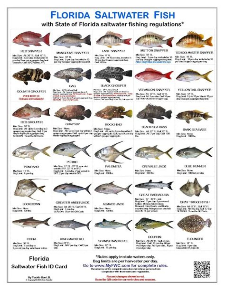 What is the most popular fish in Florida?