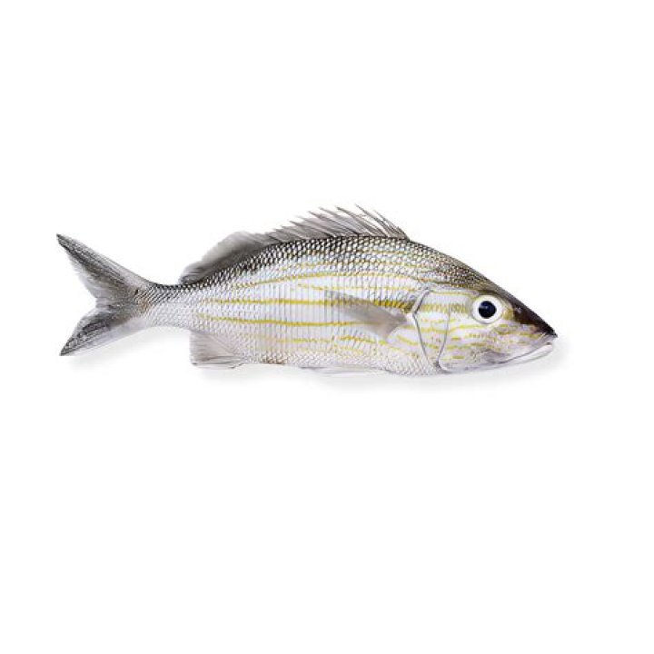 What kind of fish is grunt?