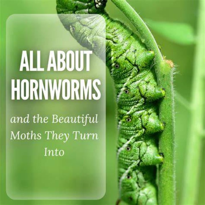 What moths produce hornworms?