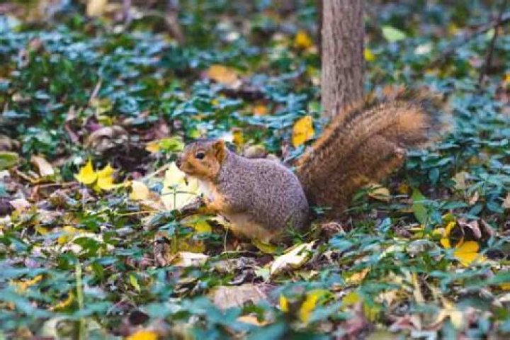 What type of home do squirrels live in?