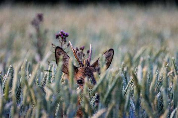 Where do deer shelter during storms?