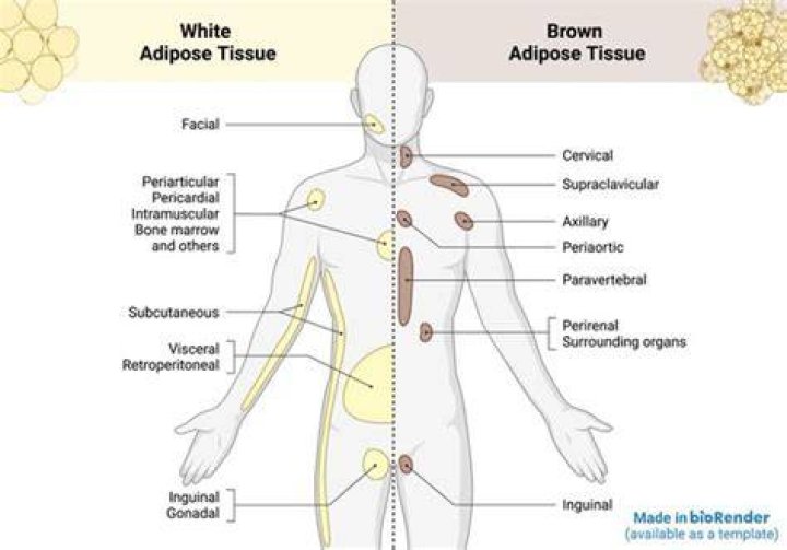 Where is brown fat located in the body?