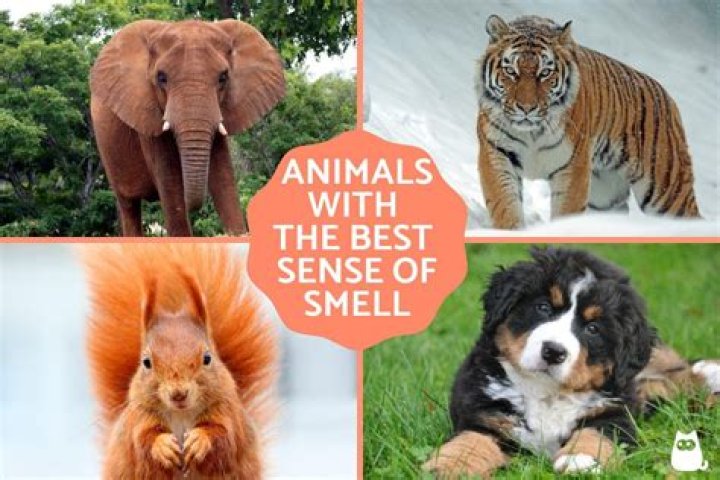 Which animal has the best healing factor?