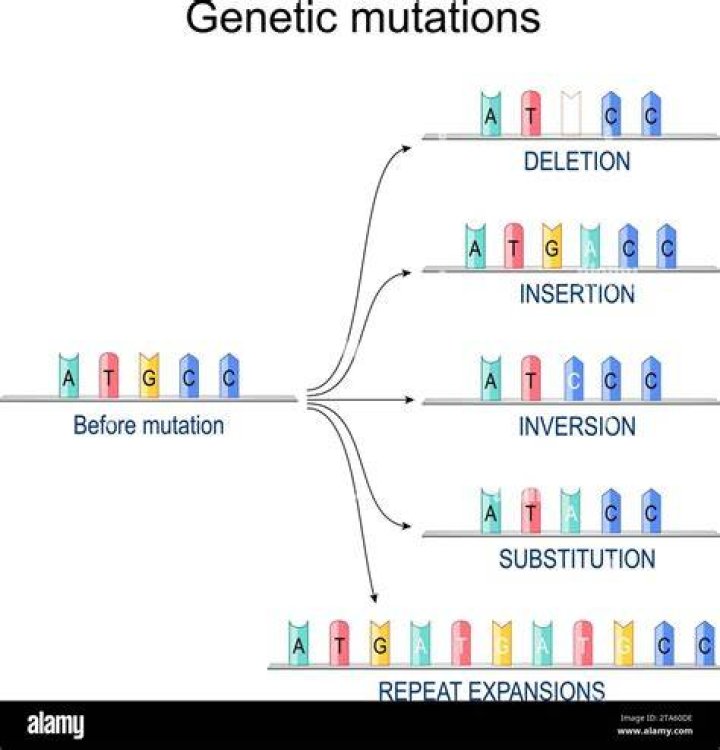 Which mutation point or frameshift would probably have the greatest effect on the protein?