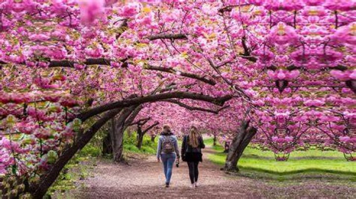 Who does blossom like?
