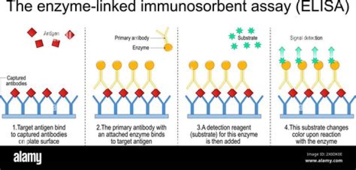 Why are enzymes used in Elisa?
