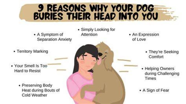Why do dogs bury their nose in you?