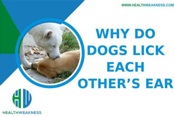 Why do dogs lick each other after fighting?