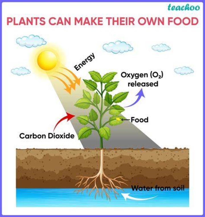 Why do plants eat?