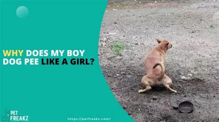 Why does my boy dog pee like a girl?