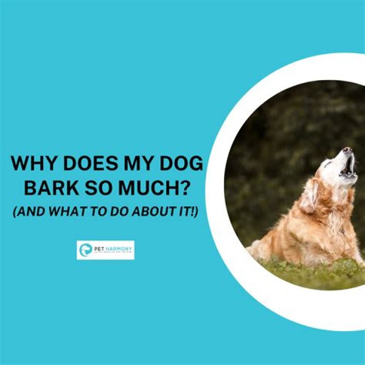 Why does my puppy bark at my child?
