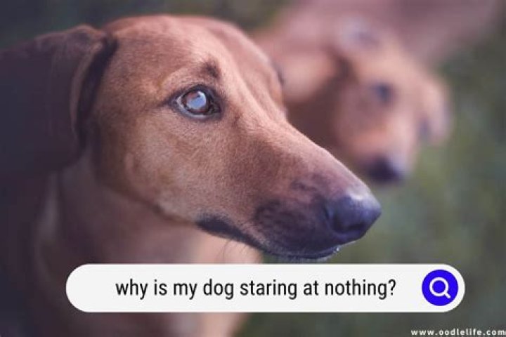 Why is my dog looking at me sad?