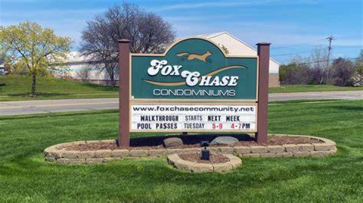 Will a fox chase a cat?